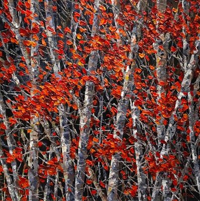 Burnished Birch by Alison Cowan, Painting, Acrylic on canvas